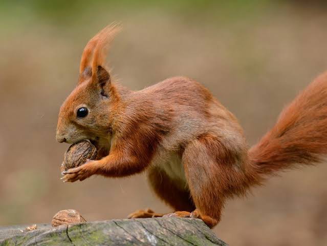 Red Squirrel Restoration Project